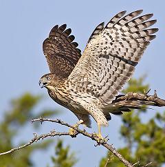 Hawk-King-Of-Bird-2